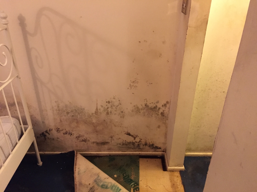 Mold and damp